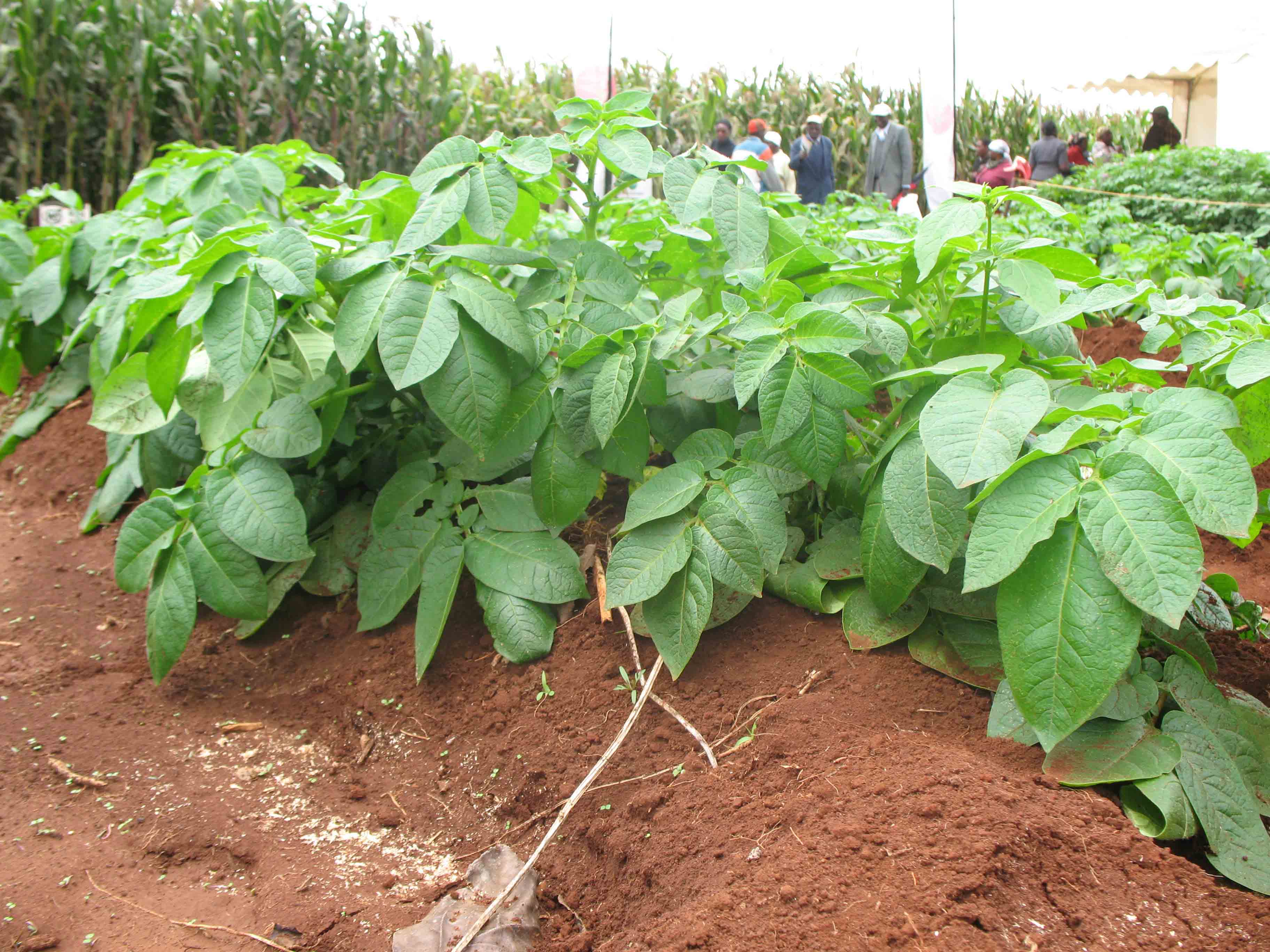Soil Fertility and Management